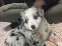 Lilly, a female Miniature Australian Shepherd for sale in Montgomery, MN – Photo 4 of 9