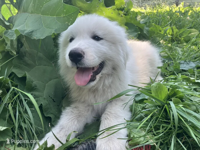Goliath  – Great Pyrenees puppy for sale in Montgomery, MN