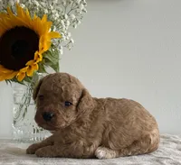 Duke, a male Cavapoo and Cavalier King Charles Spaniel for sale in Clemmons, NC – 10 of 10