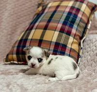 Sterling, a male Chihuahua for sale in Clemmons, NC – 10 of 10