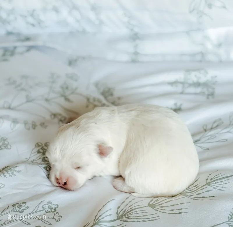 Sterling – Chihuahua puppy for sale in Clemmons, NC