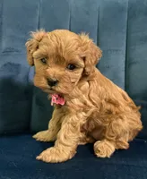 Mia, a female Cavapoo and Cavalier King Charles Spaniel for sale in Clemmons, NC – 10 of 10