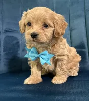 Milo, a male Cavapoo and Cavalier King Charles Spaniel for sale in Clemmons, NC – 8 of 10