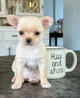 Chiquita, a female Chihuahua for sale in Clemmons, NC – Photo 10 of 10