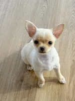 Chiquita, a female Chihuahua for sale in Clemmons, NC – Photo 9 of 10