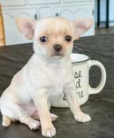 Chiquita, a female Chihuahua for sale in Clemmons, NC – Photo 4 of 10