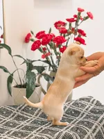 Chiquita, a female Chihuahua for sale in Clemmons, NC – Photo 8 of 10