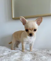 Chiquita, a female Chihuahua for sale in Clemmons, NC – Photo 2 of 10