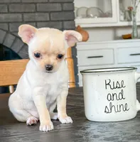 Chiquita, a female Chihuahua for sale in Clemmons, NC – Photo 6 of 10