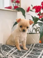 Chiquita, a female Chihuahua for sale in Clemmons, NC – Photo 7 of 10