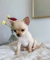 Chiquita, a female Chihuahua for sale in Clemmons, NC – Photo 1 of 10