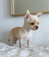 Chiquita, a female Chihuahua for sale in Clemmons, NC – Photo 3 of 10