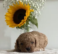 Duke, a male Cavapoo and Cavalier King Charles Spaniel for sale in Clemmons, NC – 2 of 10