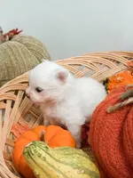 Pansy's Silas, a male Pomeranian and Pomchi for sale in Clemmons, NC – Photo 5 of 10