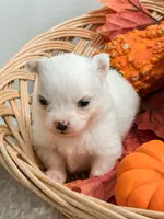 Pansy's Silas, a male Pomeranian and Pomchi for sale in Clemmons, NC – Photo 1 of 10