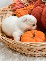 Pansy's Silas, a male Pomeranian and Pomchi for sale in Clemmons, NC – Photo 3 of 10