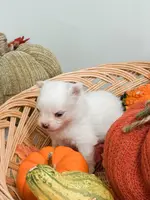 Pansy's Silas, a male Pomeranian and Pomchi for sale in Clemmons, NC – Photo 2 of 10