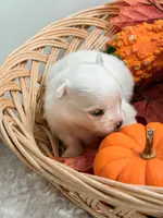 Pansy's Silas, a male Pomeranian and Pomchi for sale in Clemmons, NC – Photo 4 of 10