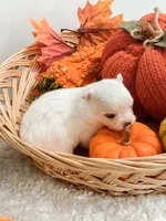 Pansy's Silas, a male Pomeranian and Pomchi for sale in Clemmons, NC – Photo 6 of 10