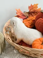 Pansy's Silas, a male Pomeranian and Pomchi for sale in Clemmons, NC – Photo 7 of 10