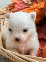 Pansy's Silas, a male Pomeranian and Pomchi for sale in Clemmons, NC – Photo 10 of 10