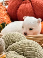 Pansy's Silas, a male Pomeranian and Pomchi for sale in Clemmons, NC – Photo 8 of 10