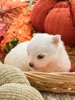 Pansy's Silas, a male Pomeranian and Pomchi for sale in Clemmons, NC – Photo 9 of 10