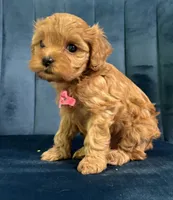 Mia, a female Cavapoo and Cavalier King Charles Spaniel for sale in Clemmons, NC – 2 of 10