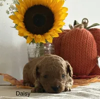 Daisy, a female Cavapoo and Cavalier King Charles Spaniel for sale in Clemmons, NC – 2 of 10