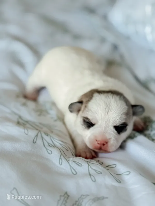 Bentley – Chihuahua puppy for sale in Clemmons, NC