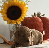 Daisy, a female Cavapoo and Cavalier King Charles Spaniel for sale in Clemmons, NC – 6 of 10