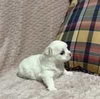 Sterling, a male Chihuahua for sale in Clemmons, NC – 5 of 10