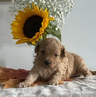 Violet, a female Cavapoo and Cavalier King Charles Spaniel for sale in Clemmons, NC – 7 of 9