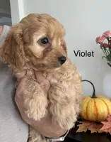 Violet  (F1B), a female Cavapoo and Cavalier King Charles Spaniel for sale in Clemmons, NC – 3 of 10