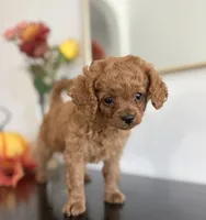 Daisy  (F1B), a female Cavapoo and Cavalier King Charles Spaniel for sale in Clemmons, NC – 3 of 10