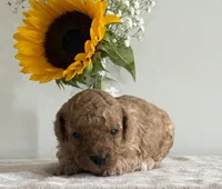 Duke, a male Cavapoo and Cavalier King Charles Spaniel for sale in Clemmons, NC – 3 of 10