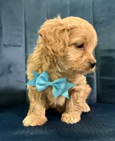 Milo, a male Cavapoo and Cavalier King Charles Spaniel for sale in Clemmons, NC – 3 of 10