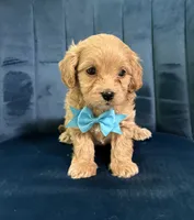 Milo, a male Cavapoo and Cavalier King Charles Spaniel for sale in Clemmons, NC – 10 of 10
