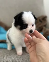 Remy, a male Chihuahua and Pomchi for sale in Clemmons, NC – 6 of 10