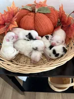 Pansy's Babies, a male Pomeranian and Pomchi for sale in Clemmons, NC – Photo 10 of 10