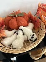 Pansy's Babies, a male Pomeranian and Pomchi for sale in Clemmons, NC – Photo 9 of 10