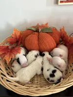 Pansy's Babies, a male Pomeranian and Pomchi for sale in Clemmons, NC – Photo 5 of 10