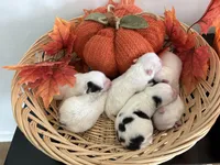 Pansy's Babies, a male Pomeranian and Pomchi for sale in Clemmons, NC – Photo 8 of 10