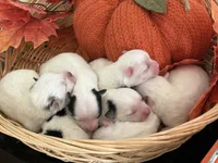 Pansy's Babies, a male Pomeranian and Pomchi for sale in Clemmons, NC – Photo 4 of 10