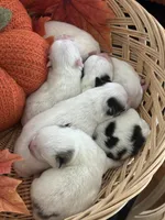 Pansy's Babies, a male Pomeranian and Pomchi for sale in Clemmons, NC – Photo 2 of 10