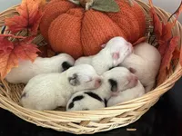 Pansy's Babies, a male Pomeranian and Pomchi for sale in Clemmons, NC – Photo 7 of 10