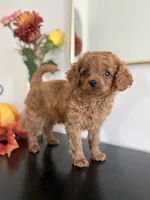 Daisy  (F1B), a female Cavapoo and Cavalier King Charles Spaniel for sale in Clemmons, NC – 9 of 10