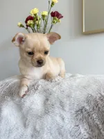 Asher, a male Chihuahua for sale in Clemmons, NC – Photo 6 of 10