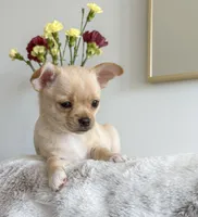 Asher, a male Chihuahua for sale in Clemmons, NC – Photo 2 of 10