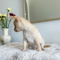 Asher, a male Chihuahua for sale in Clemmons, NC – Photo 4 of 10